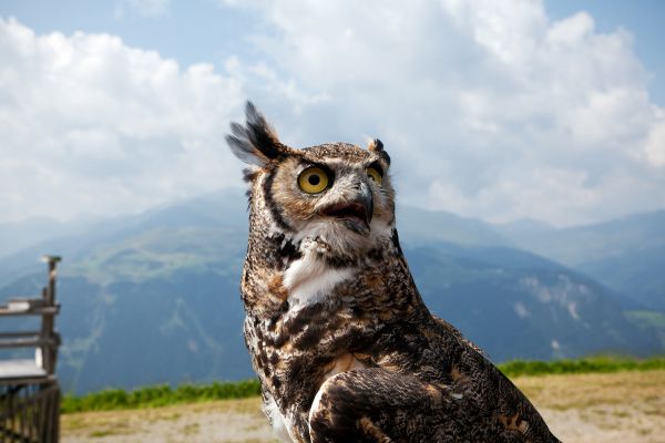 MayrhofnerBergbahnen_AdlerbuehneAhorn_Virginia-Uhu.jpg