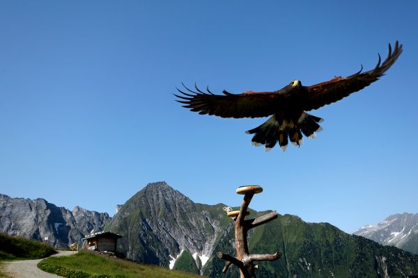 MayrhofnerBergbahnen_AdlerbuehneAhorn.jpg